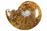 Polished Ammonite (Cleoniceras) Fossil - Madagascar #358407-1